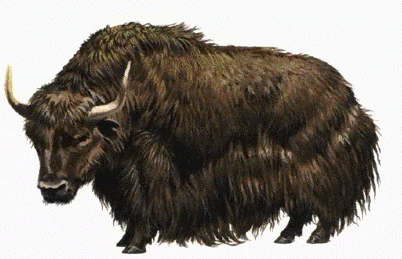 yak